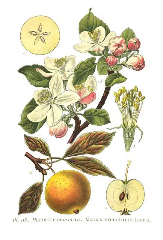 marul-Malus-communis