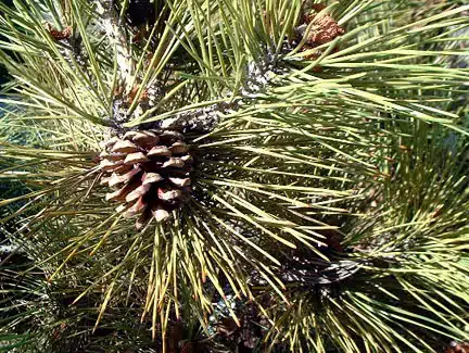 pinus-spp