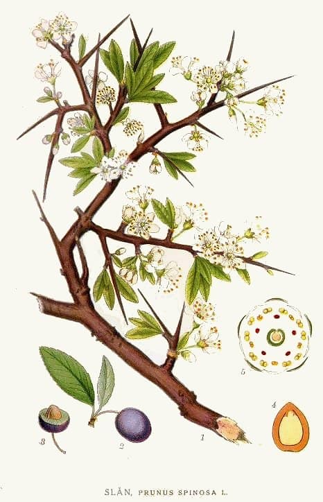 porumbarul-Prunus-spinosa