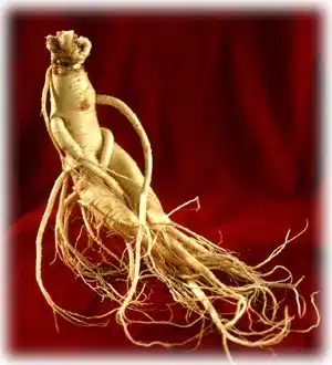 radacina de ginseng - beneficii pentru sanatate Panax-Ginseng