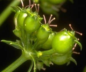 seminte-verzi-coriandru