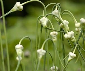 Allium sativum - Seminte de usturoi