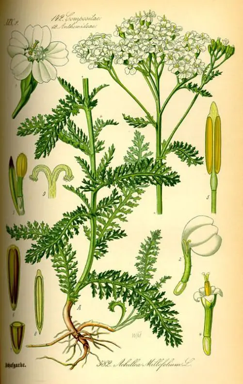 Achillea-millefolium sau coada soricelului planta medicinala