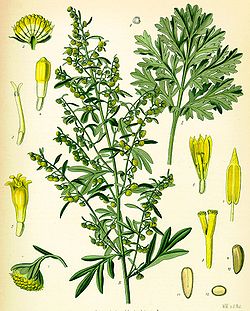Arthemisia absinthum - pelinul alb planta medicinala