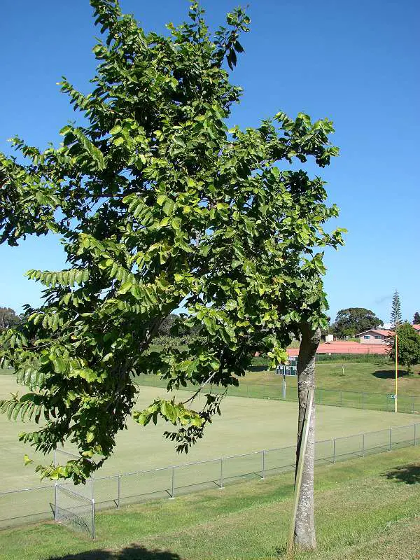 copac Cananga-odorata