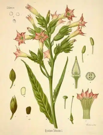 Nicotiana-tabacum