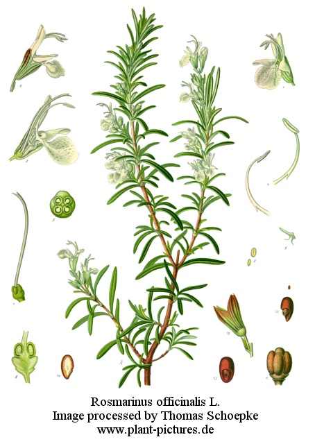 Rosmarinus officinalis - rozmarinul planta medicinala
