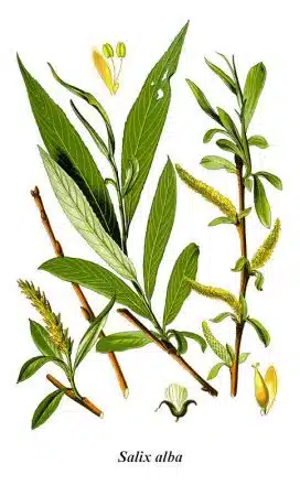 Salix_alba