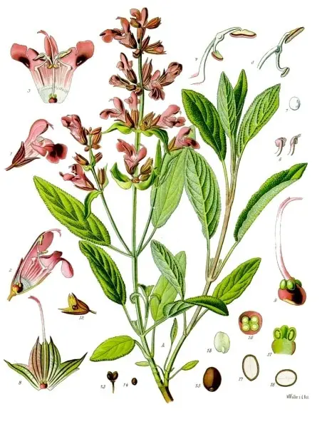 Salvia-officinalis