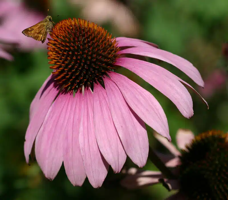 echinacea purpurea primadonna