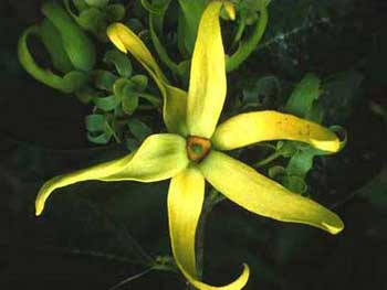 floare de ylang ylang folosita pentru a prepara ulei esential de ylang-ylang