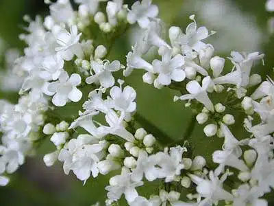 floare-valeriana