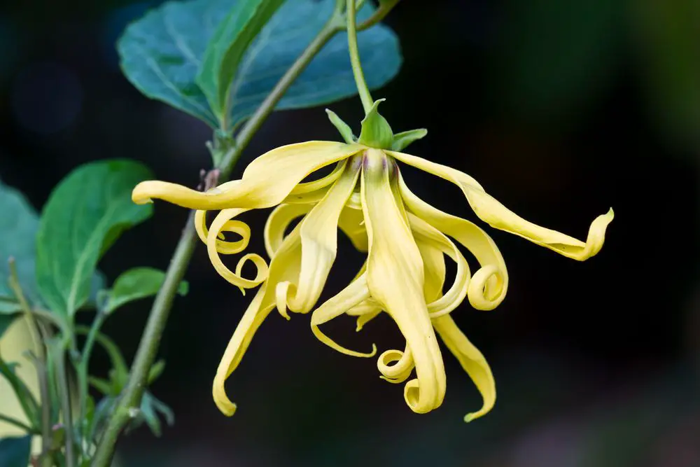 uleiul esential de ylang-ylang si floarea florilor