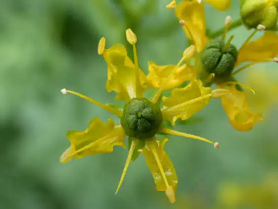 Flori galbene de Virnant sau Ruta de gradina (macro)