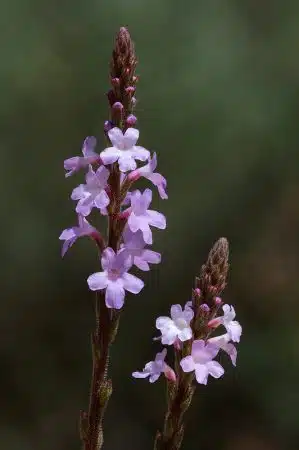 flori verbina