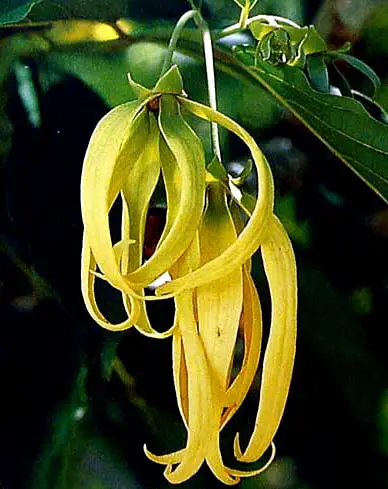 flori-ylan-ylang - uleiul esential de ylang-ylang