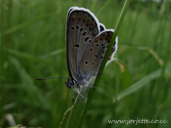 fluture gri alb