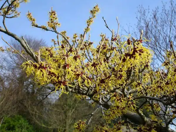 hamamelis virginiana sau nucul vrajitoarelor