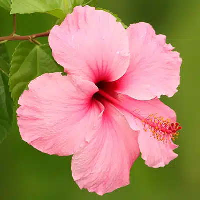 hibiscus