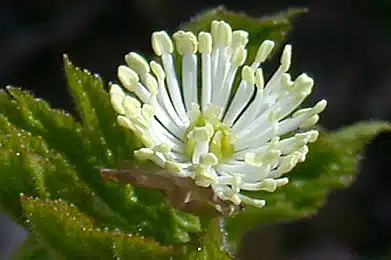 hydrastis_canadensis