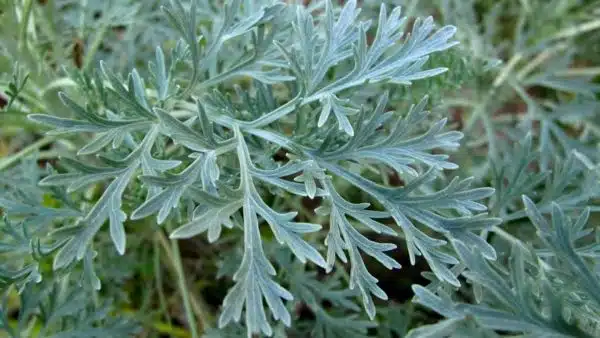 Pelinul alb planta medicinala din care se face absintul