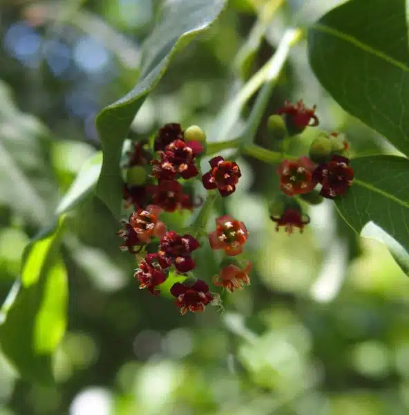 Santalul flori de santal