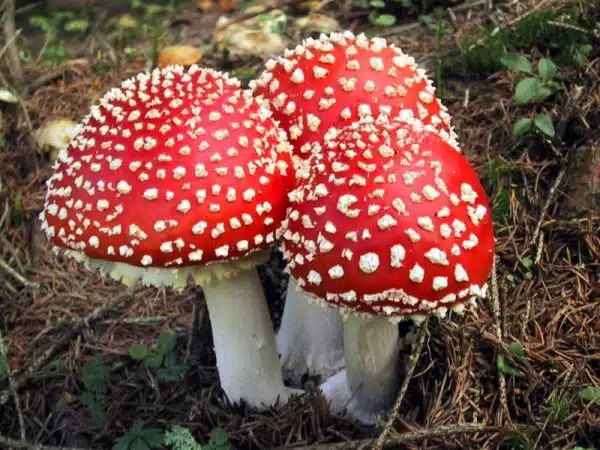 amanita muscaria