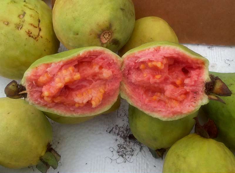 fructul de guava copt bine - rosu - proaspat