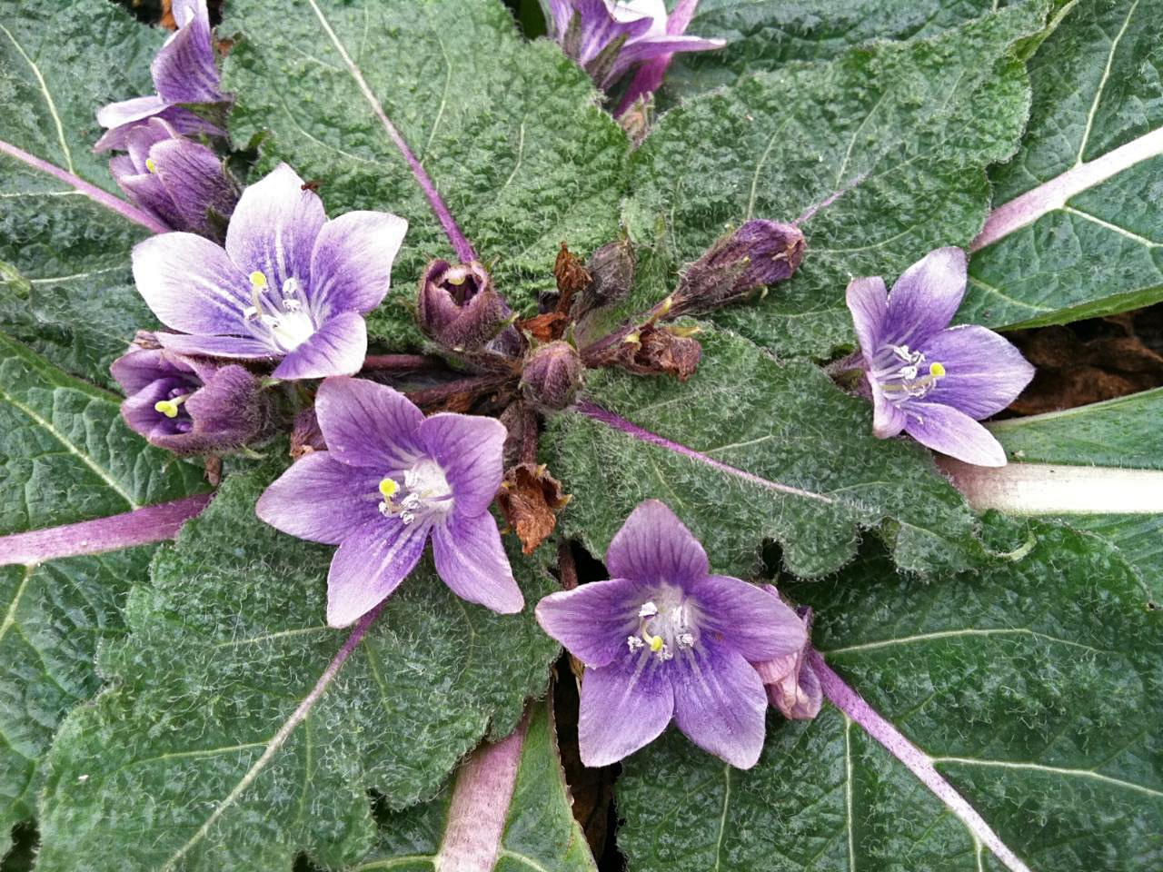 flori de mandragora autumnalis