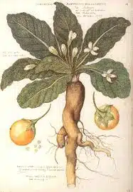 planta mandragora