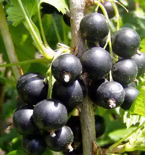 lichior de coacaze negre