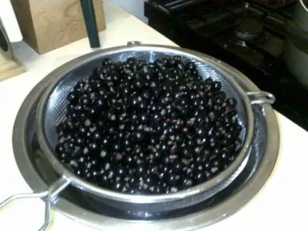 Spălarea fructelor pentru a prepara vin de coacaze negre