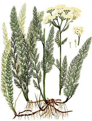 Achillea millefolium toata planta