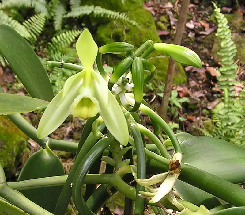 floarea de vanilie