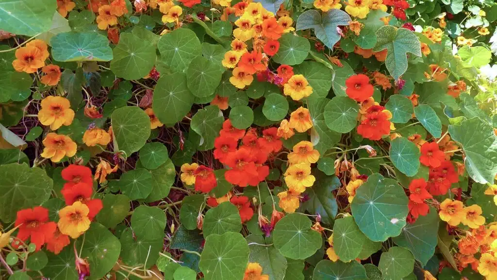 Caltunasi sau bobidragi tropaeolum majus