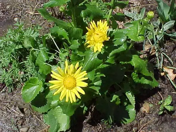 Arnica-montana