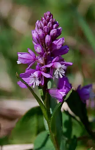 Amareala – Polygala amara