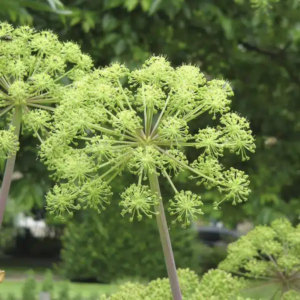 Angelica archangelica planta medicinala