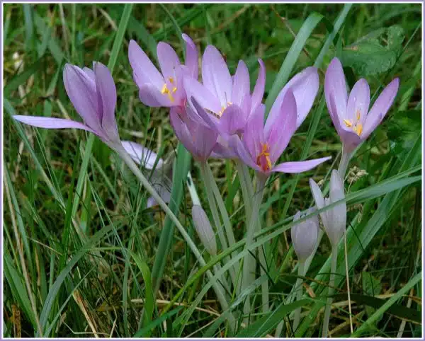 brandusa-de-toamna-Colchicum-autumnale