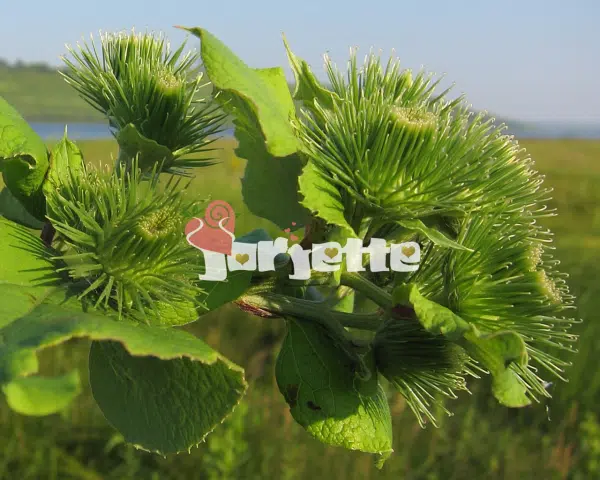 Brusture specia arctium lappa