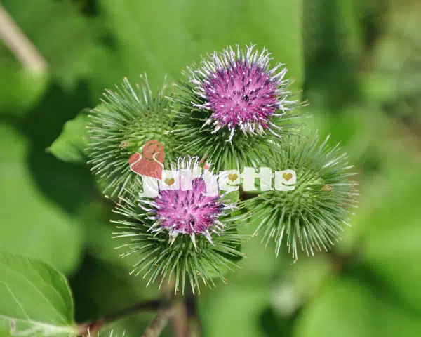 Flori de brusture specia arctium lappa