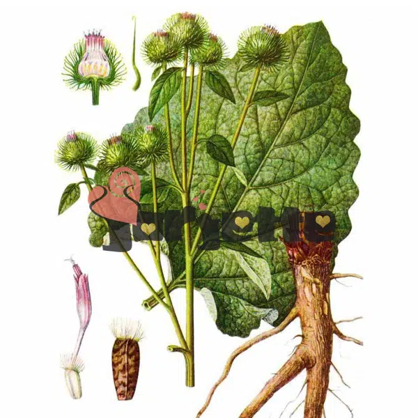 Planta brusture specia arctium lappa