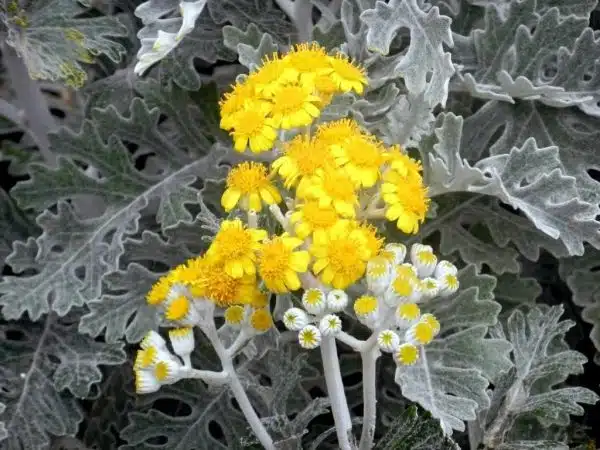 Cineraria maritima trateaza cataracta