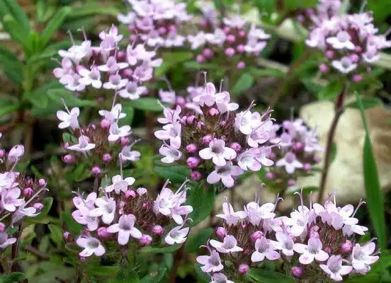 cimbrisor de camp Thymus-serpillum