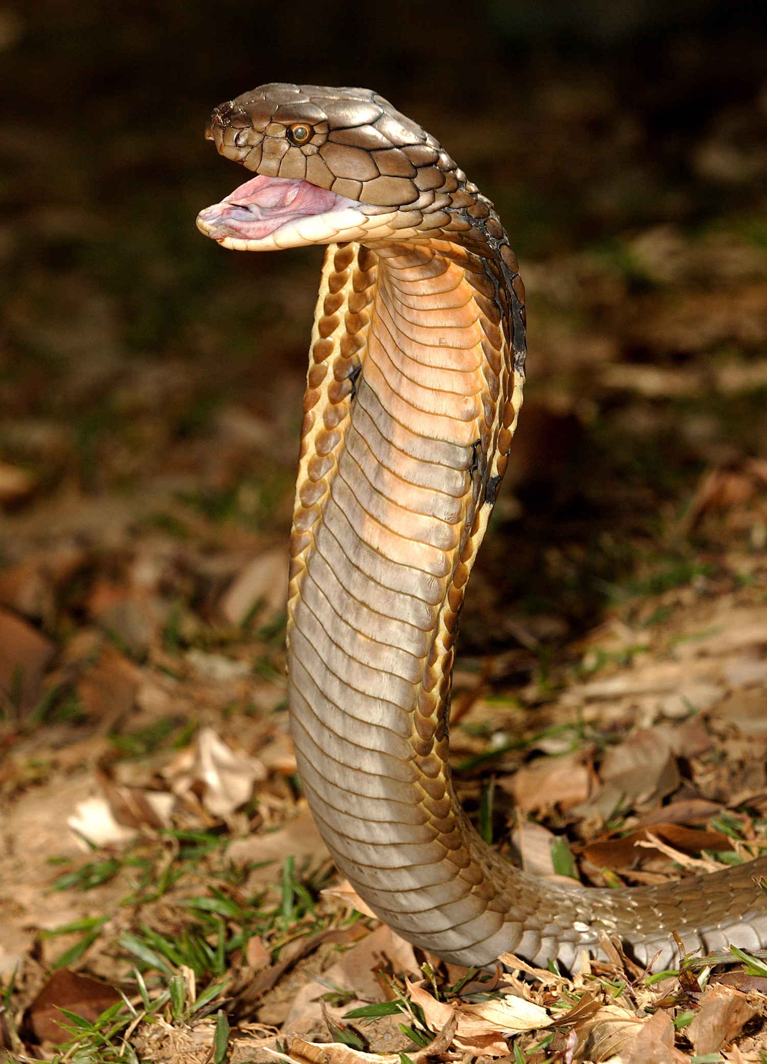Cobra regală