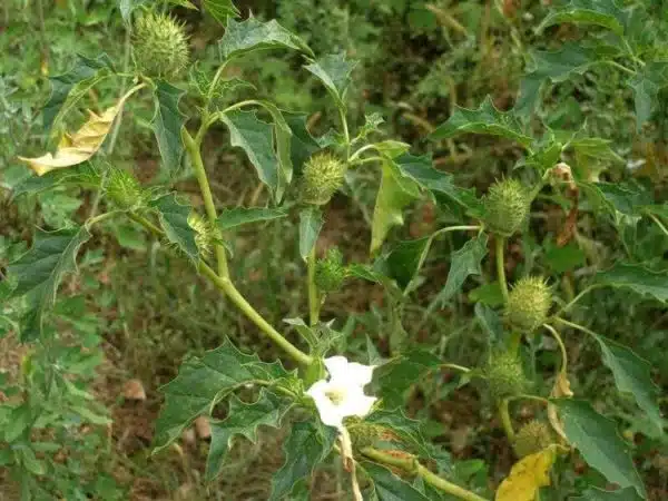 Ciumafaia-sau-Laurul-porcesc-Datura-stramonium