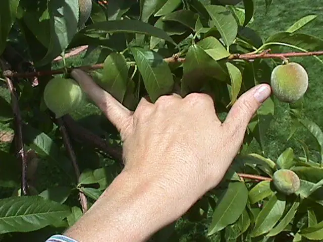 raritul fructelor la piersic si la alti pomi fructiferi