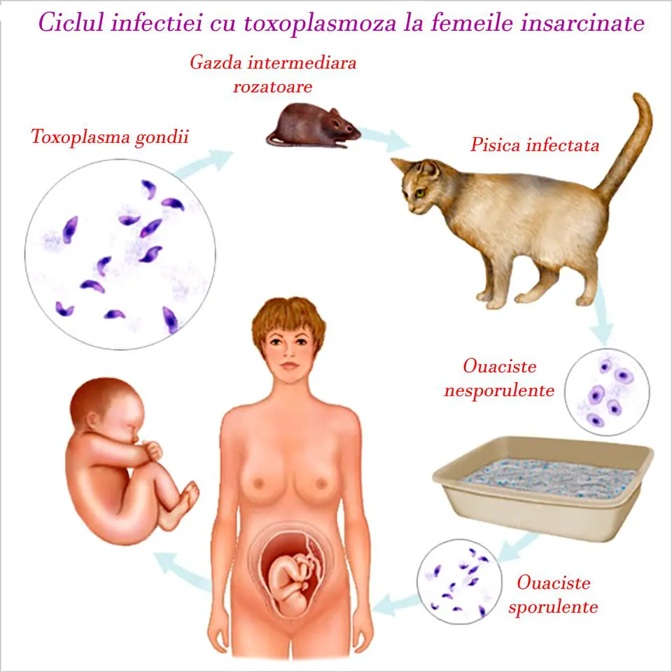 Toxoplasmoza ciclu de viata de la pisica la femeie insarcinata