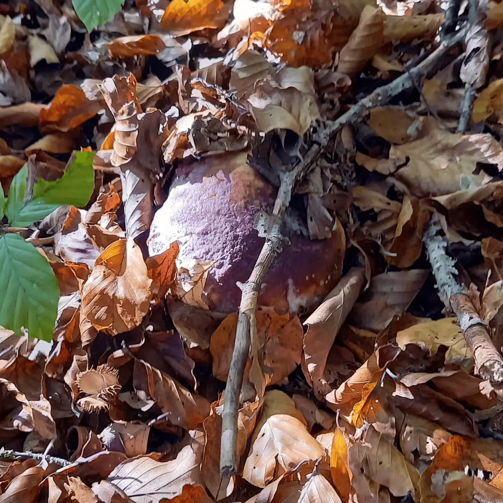 Hrib boletus edulis sub frunze de fag