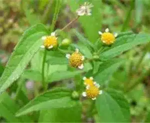 Galinsoga parviflora sau busuioc salbatic